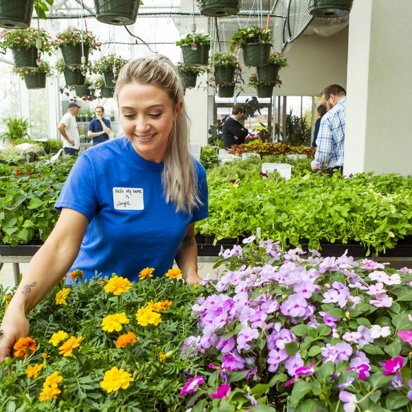 Plant Science Program student arranges plants in the greenhouse.